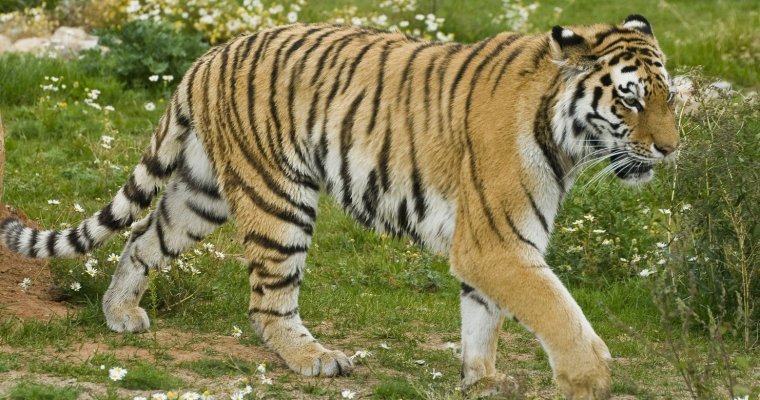 Никто не указ: посетители зоопарка Удмуртии пытались накормить тигров селедкой, а моржей - булками