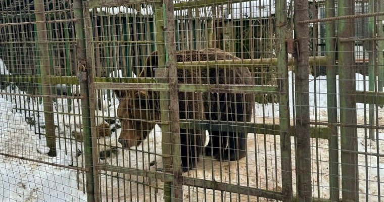 Медведь загрыз рабочего в кафе неподалеку от Вязьмы 