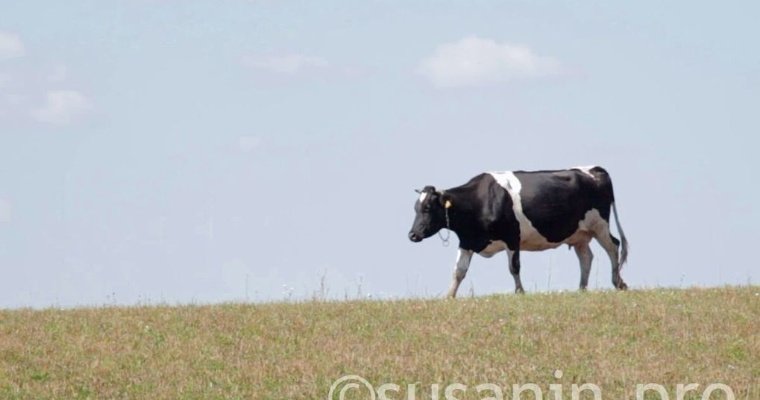 Коровы Вавожского района первыми в Удмуртии дали 100 тысяч тонн молока за год