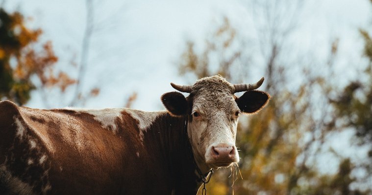 В Кезском районе выявлен очаг заразного узелкового дерматита среди коров