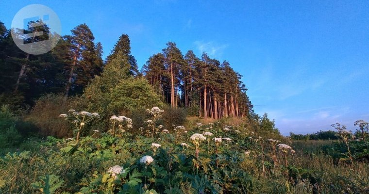 План тушения лесных пожаров на 2024 год утвердили в Удмуртии