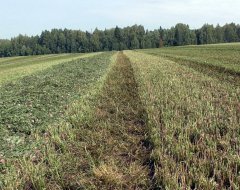 До последнего колоска. Как в Удмуртии бьются за урожай
