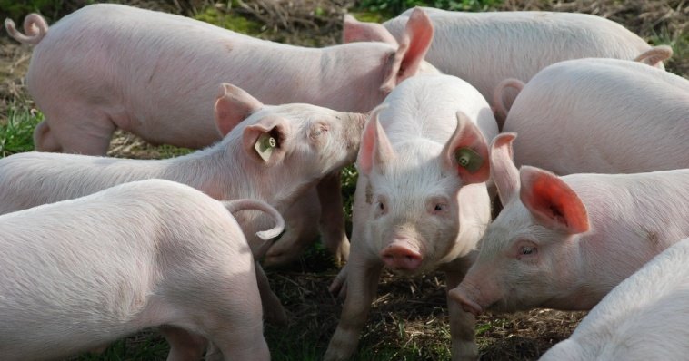 Жителей подмосковной деревни терроризируют безнадзорно пасущиеся свиньи 