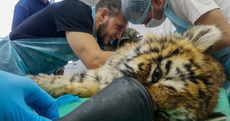 В Приморье врачи спасли обмороженного и травмированного тигренка 