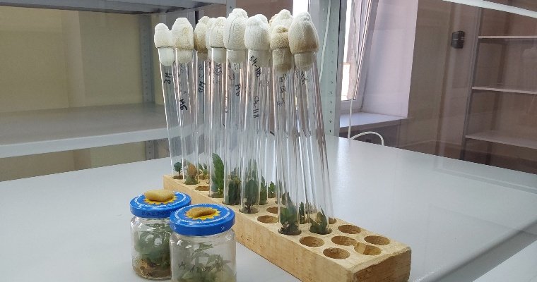 В Удмуртском аграрном университете открылась лаборатория для выращивания растений в пробирке