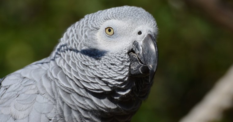 Группу попугаев из британского зоопарка хотят отучить от нецензурных выражений 