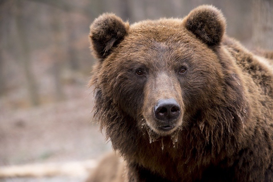 Медведь загрыз жителя Воткинска