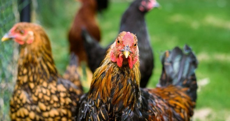В Удмуртии увеличился выпуск мяса птицы и скота