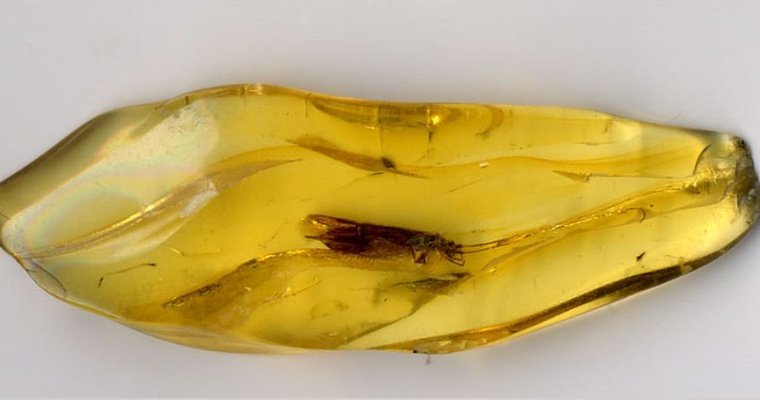 В Венгрии в янтаре нашли «металлического» таракана эпохи динозавров