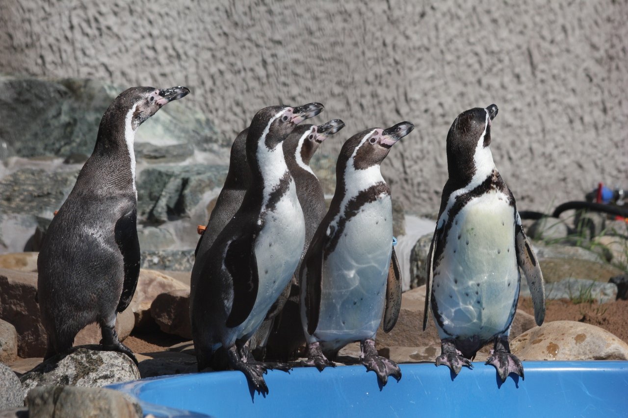 Обманутые теплой зимой пингвины Гумбольдта в зоопарке Удмуртии строят гнездо