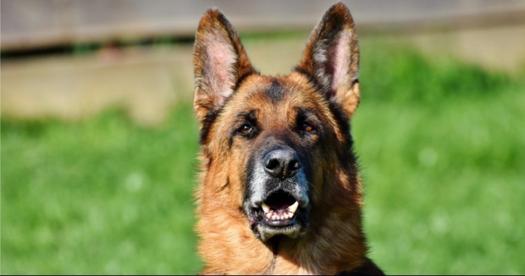 Служебная собака помогла найти похищенное в Сарапуле