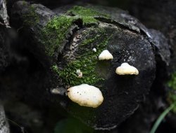 Под Тобольском обнаружили неизвестный ранее вид гриба