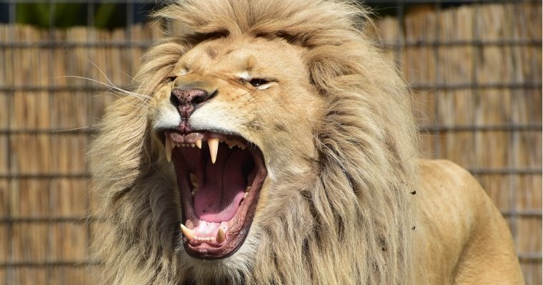 Лев загрыз свою «невесту»-львицу в зоопарке в Бельгии