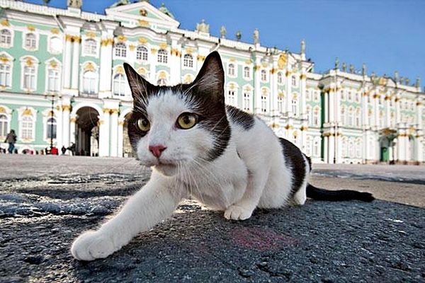 16 эрмитажных кошек раздали петербуржцам