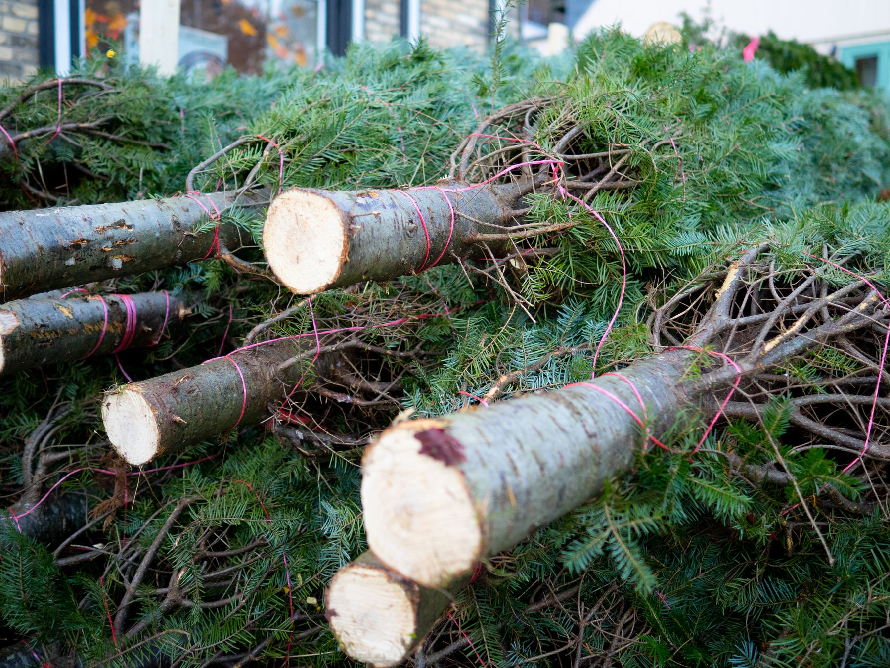 Рождественские деревья из Удмуртии завезли в Краснодарский край
