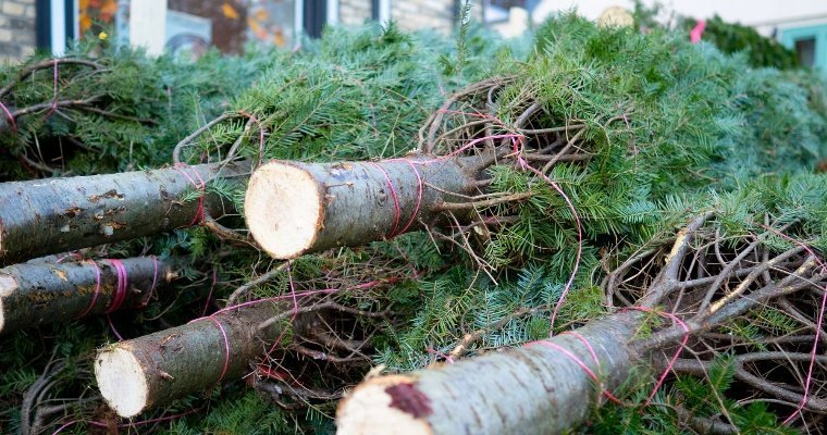 Рождественские деревья из Удмуртии завезли в Краснодарский край 