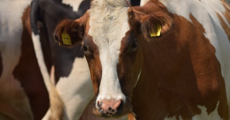 Взрыв на молочной фабрике в США погубил более 18 тысяч коров