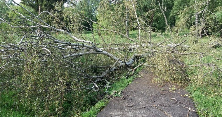 Поваленные деревья, отключенные светофоры, поврежденные электросети: в Ижевске устраняют последствия ливня