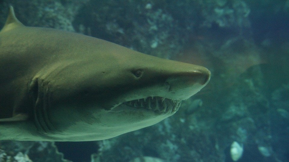 Ученые: акулы могут остаться без чешуи из-за изменения химического состава воды
