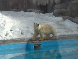 Два температурных рекорда обновились в Ижевске 13 и 14 марта