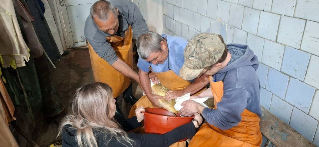 В Удмуртии нерестовая кампания стартовала в рыбхозе Пихтовка