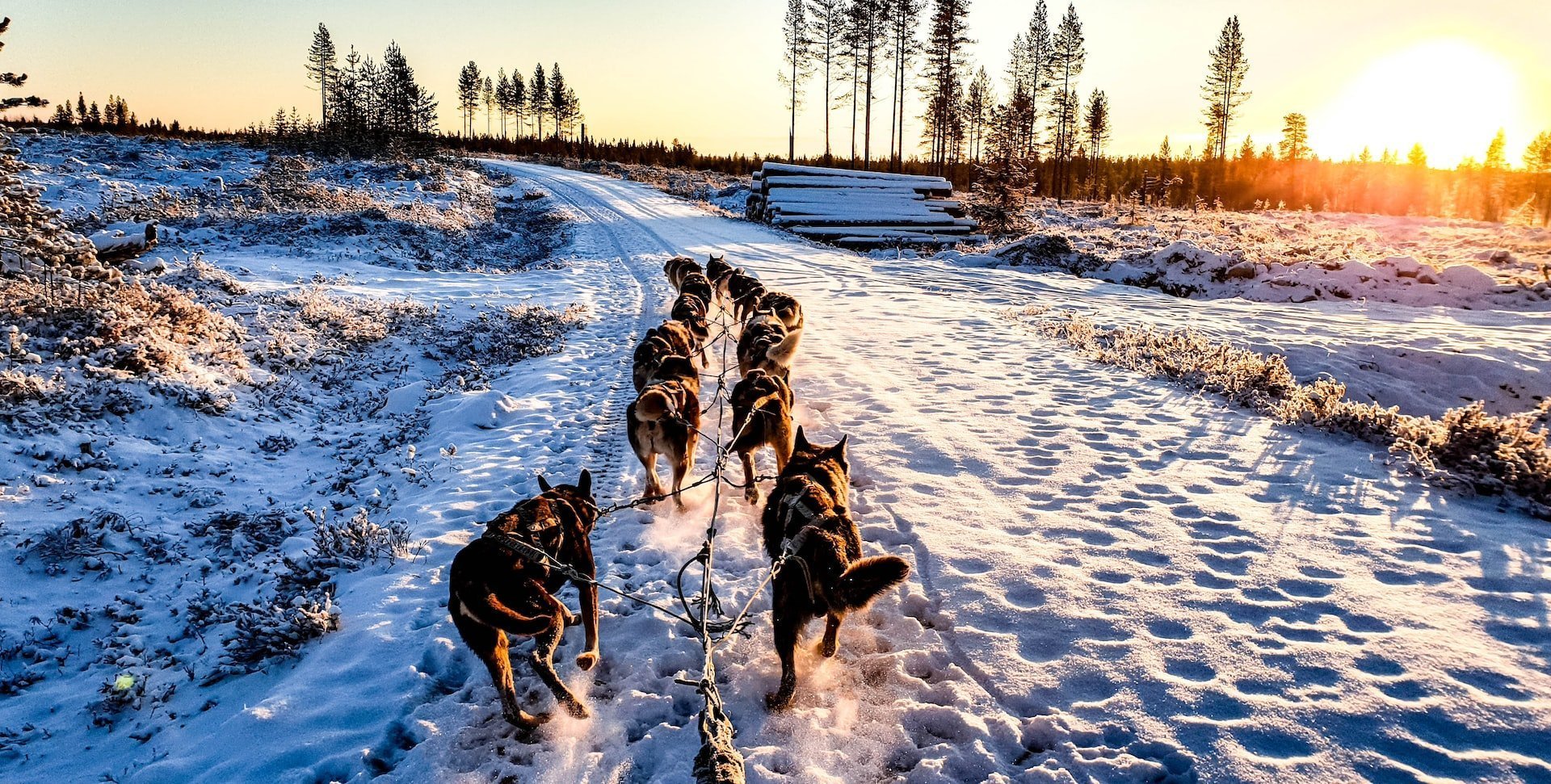 В Хабаровском крае откроют школы погонщиков запряжённых собак и оленей