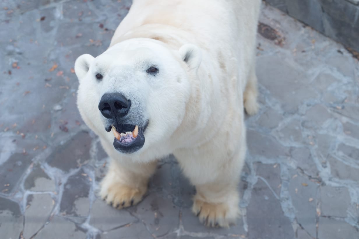 

Ижевский белый медведь Айон стал папой в ростовском зоопарке

