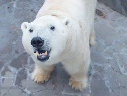 Ижевский белый медведь Айон стал папой в ростовском зоопарке