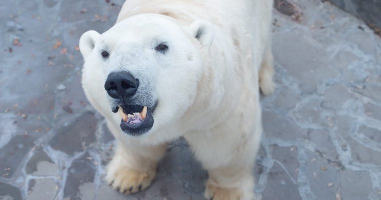 Ижевский белый медведь Айон стал папой в ростовском зоопарке