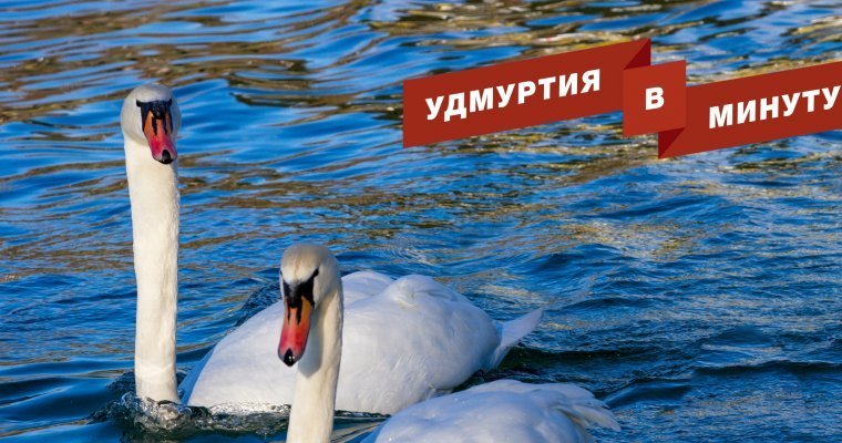 Удмуртия в минуту: спасение лебедей и грядущие метели