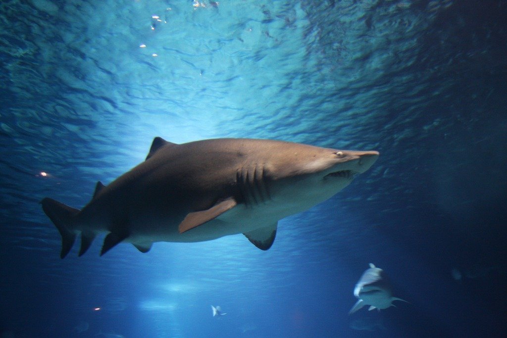 Акула нанесла тяжелые травмы британцу на острове Тобаго