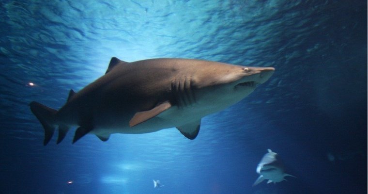 Двухметровая акула родила детенышей и погибла у берегов Курильских островов