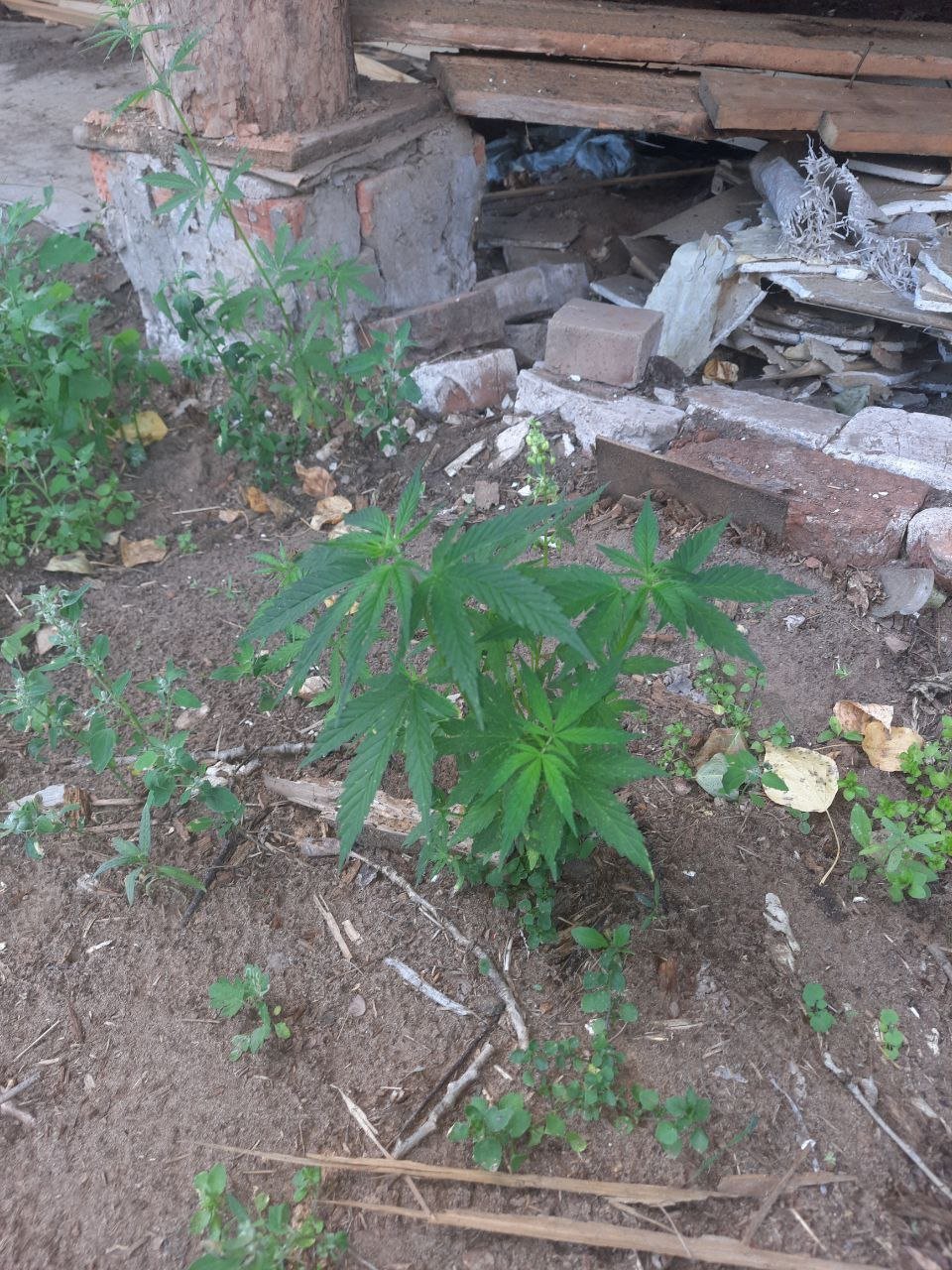 У жителя Красногорского района изъяли 37 кустов, похожих на коноплю 