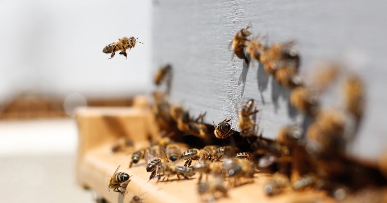 В Удмуртии пострадавшим от гибели пчёл пасечникам выделят 4,5 млн рублей