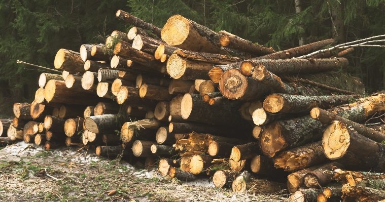 За 2022 год в Удмуртии выявили 64 факта незаконной рубки леса