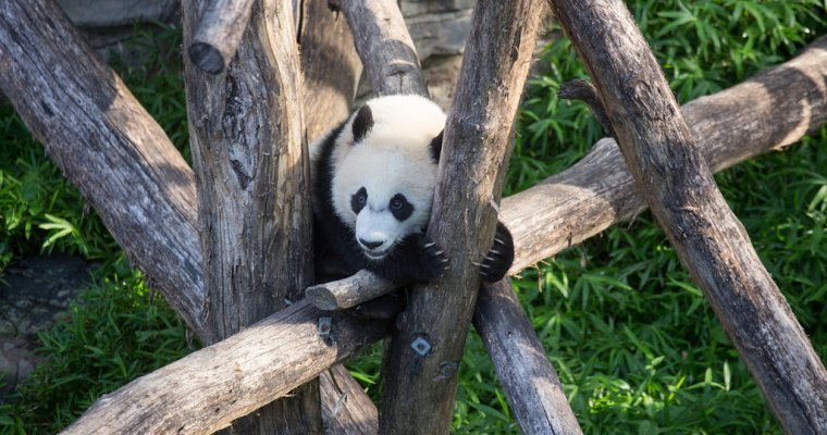 Зоопарк в США боится потерять панд из-за торговой войны с Китаем
