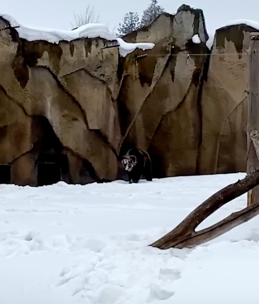В Зоопарке Удмуртии проснулся бурый медведь Гоша