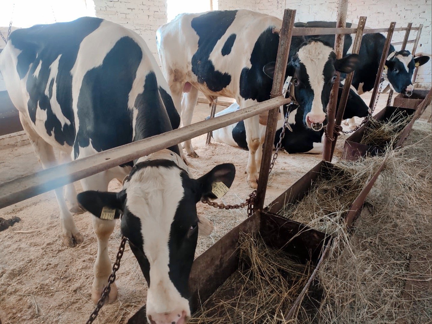 Элитные бычки-производители из Германии и Голландии пополнили стадо Можгаплем в Удмуртии