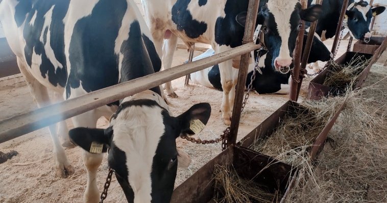 Элитные бычки-производители из Германии и Голландии пополнили стадо «Можгаплем» в Удмуртии