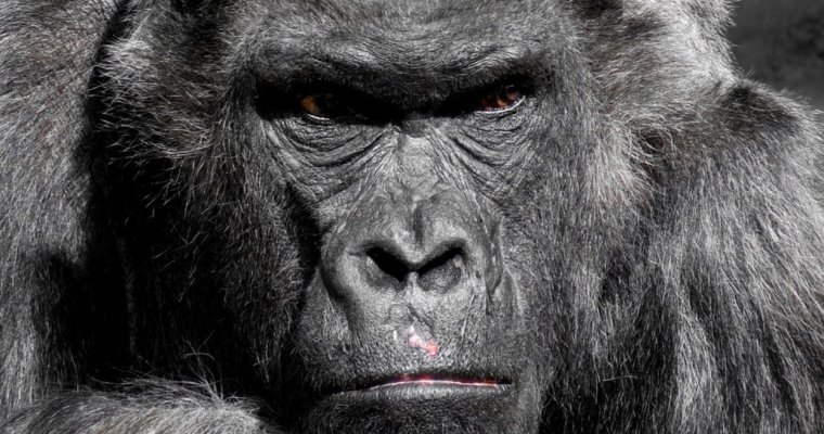 Китайские инженеры представили боевого робота Monkey King