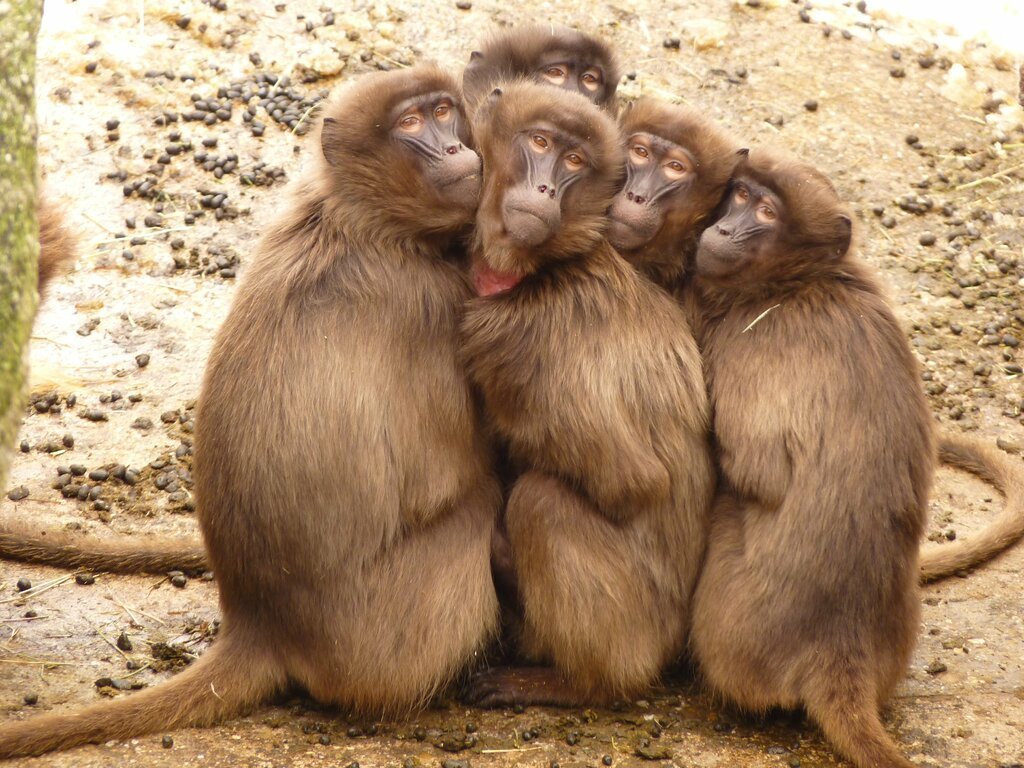 Власти Калифорнии и Иллинойса объявили режим ЧС из-за обезьяньей оспы