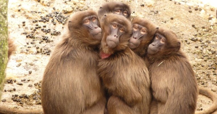 Власти Калифорнии и Иллинойса объявили режим ЧС из-за обезьяньей оспы 