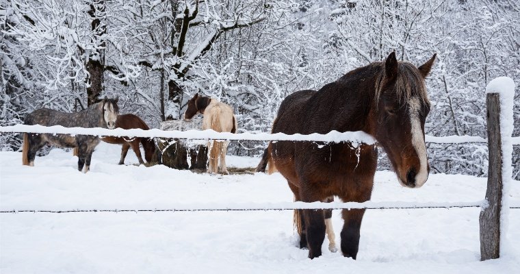 В Удмуртии второй раз проведут зимний конный биатлон