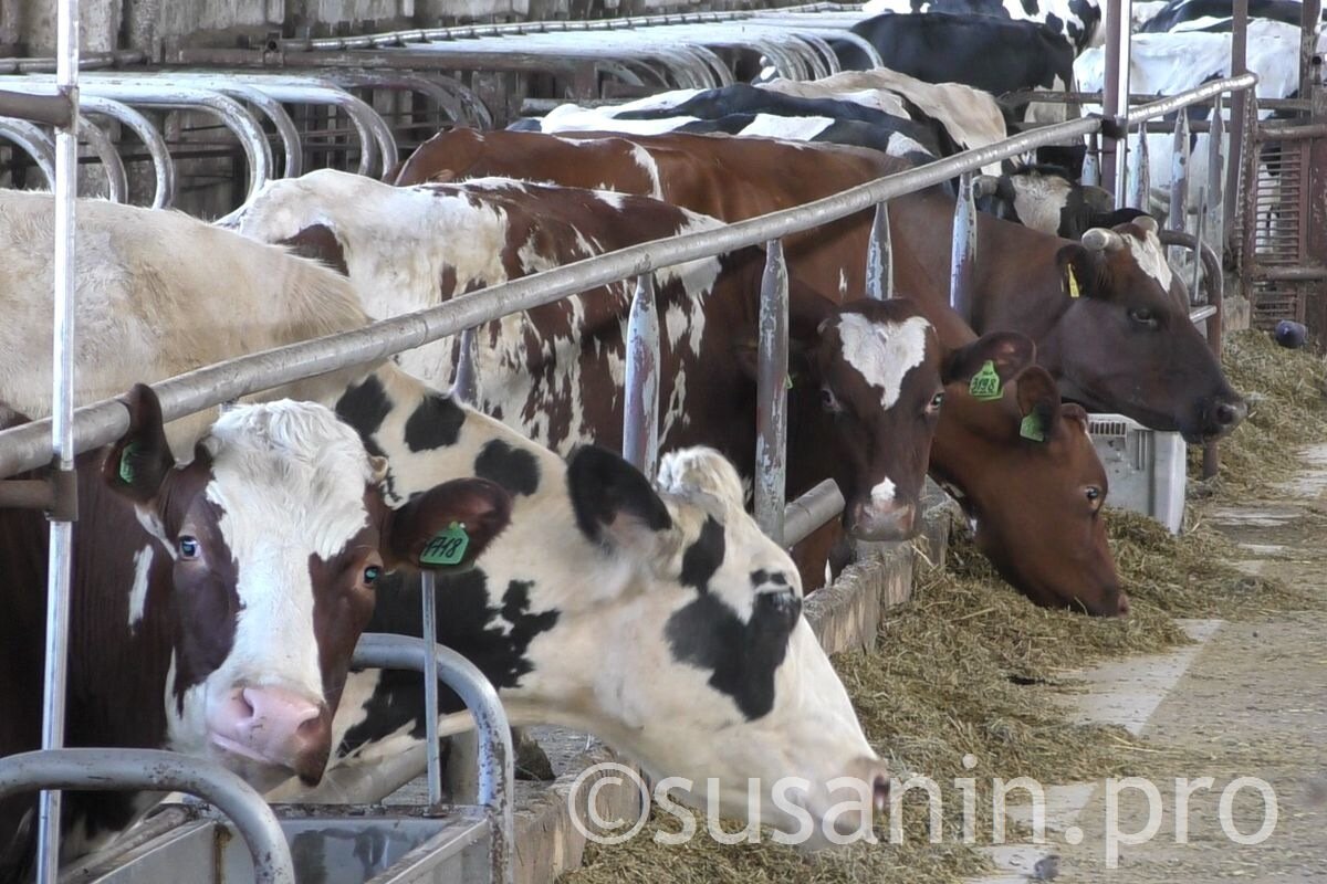 Все производители молока Удмуртии получат субсидии в качестве меры поддержки из-за коронавируса