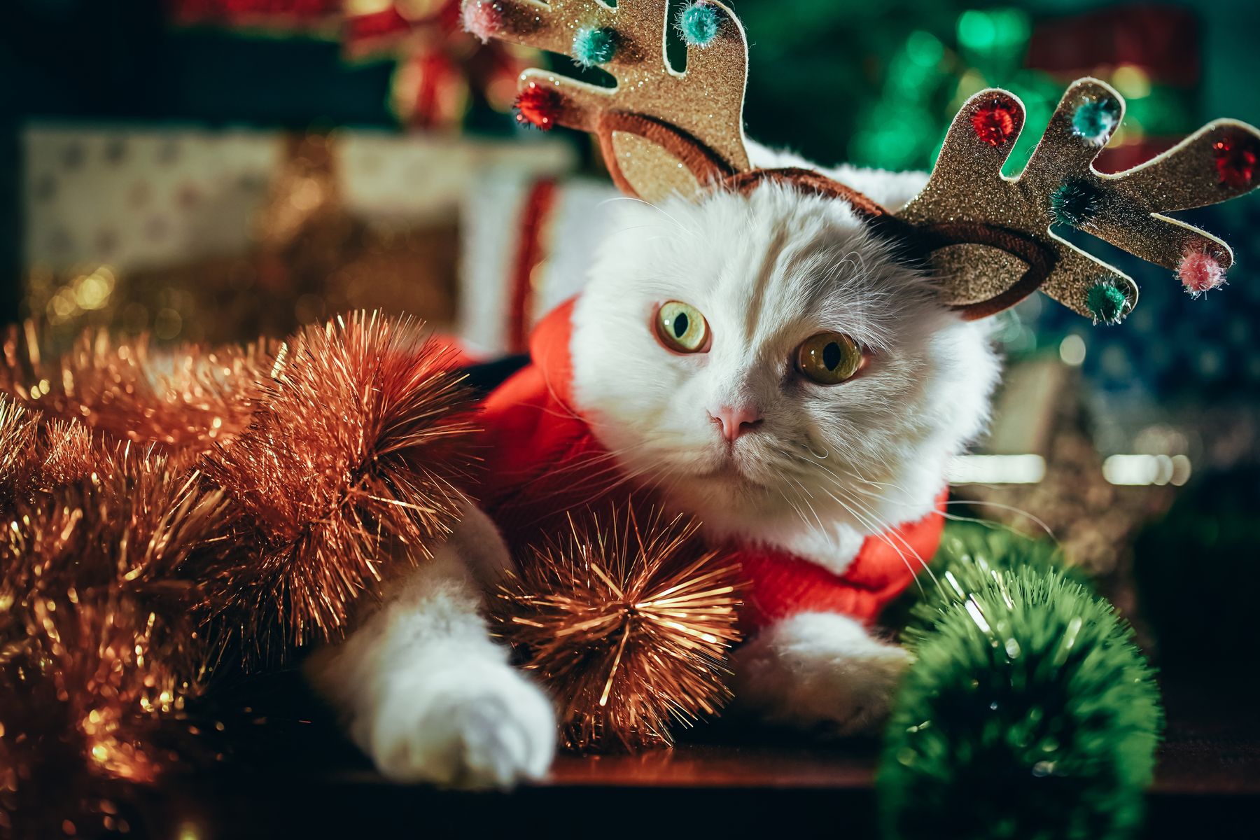 Ветеринар советует: что делать, если питомец съел новогоднее украшение