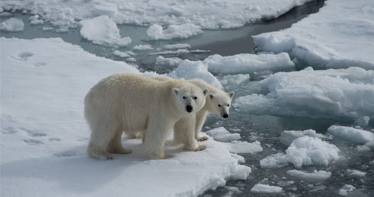 Вертят земную ось: программе «Роснефти» по изучению и сохранению популяции белых медведей исполнилось 10 лет