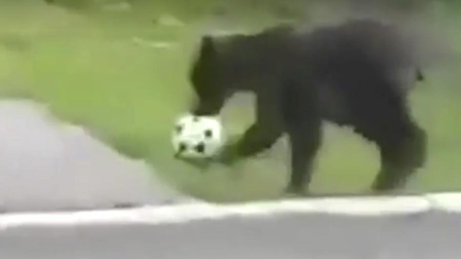 На Камчатке медведи поиграли в футбол