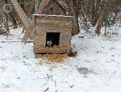 В Глазове готовят площадку, где животные из приюта смогут жить во время паводка 