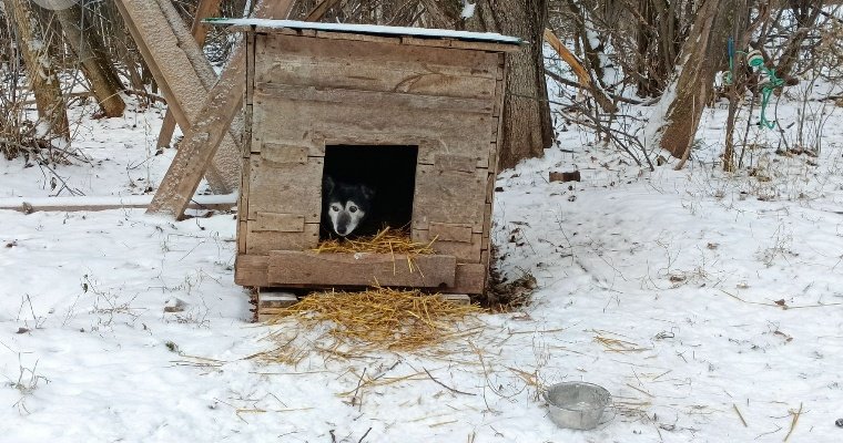 В Глазове готовят площадку, где животные из приюта смогут жить во время паводка 