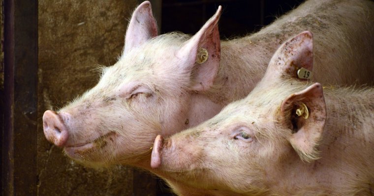 Жительницу Удмуртии выселят из квартиры вместе со свиньями